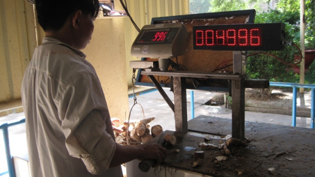 Hỗ trợ ứng dụng máy móc trong sản xuất tinh bột mì tại Tây Ninh