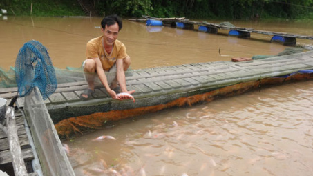 Hải Dương : làm giàu từ việc nuôi cá lồng trên sông