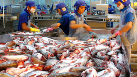 Cá tra xuất khẩu đang bị kiểm soát chặt chẽ