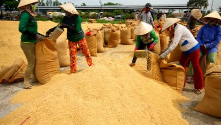 Khuyến công Cà Mau: Đầu tư công nghệ nâng cao giá trị gia tăng lúa, gạo