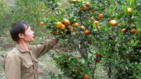 Thương hiệu phân bón Văn Điển đối với cam Cao Phong