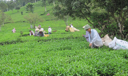 Phân bón Văn Điển đối với đồng bào dân tộc thiểu số ở Võ Nhai, Thái Nguyên