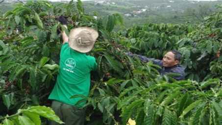 Lân Ninh Bình nâng chất lượng cà phê Tây Nguyên