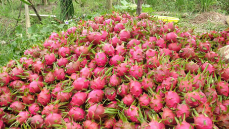 Cơ hội xuất khẩu thanh long sang thị trường Australia