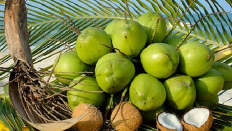 Nâng cao giá trị, ổn định đầu ra cho dừa xiêm xanh  