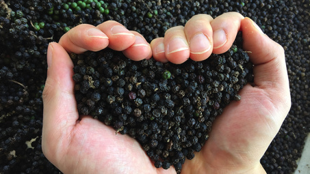 Pepper sector advised to boost clean production