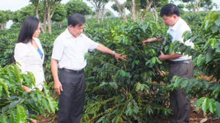 Phân NPK đa yếu tố chuyên dùng Văn Điển cho cây cà phê chè Tây Bắc
