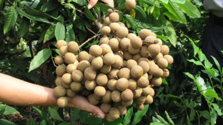 Hung Yen province's longan production down, price up