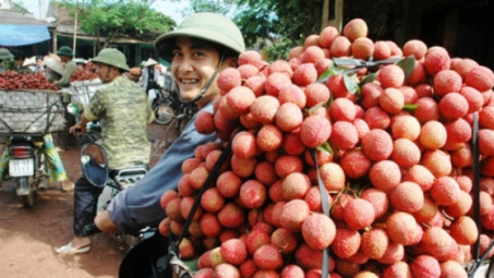 First batch of Luc Ngan “thieu” lychees exported to Thailand