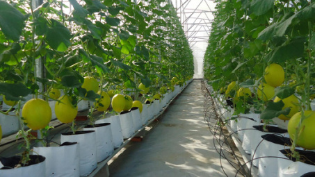 Hi-tech agriculture needs better credit policies