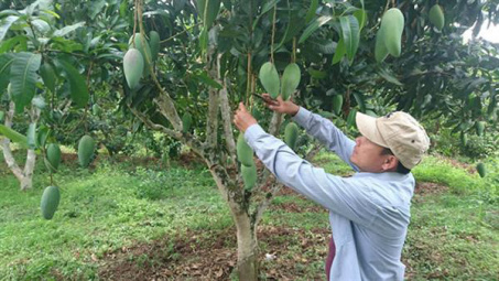Son La-grown green mango to be shipped to Australia