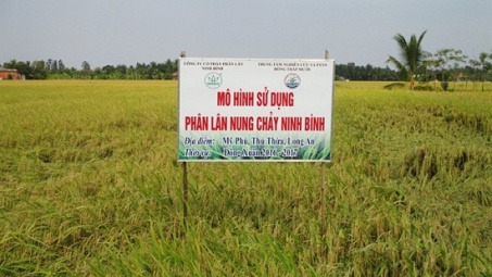 Phân lân nung chảy Ninh Bình khi sử dụng trên đất phèn mang lại hiệu quả cao
