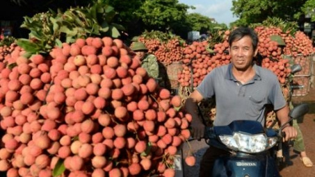 Bac Giang posts best lychee crop in 60 years