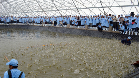 Phu Yen applies high technology in shrimp farming