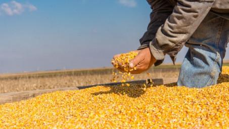 Vietnam spends nearly 1.7 billion USD on corn import every year