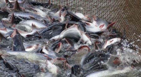 New programme to tighten control of catfish exported to US