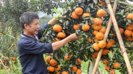 Phân bón Văn Điển trên đất cam sành Hà Giang, Tuyên Quang
