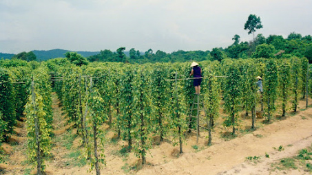 Pepper growers reap organic farming benefits