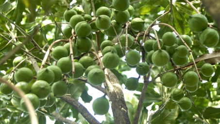 LienVietPostBank funds macadamia growing in Lam Dong