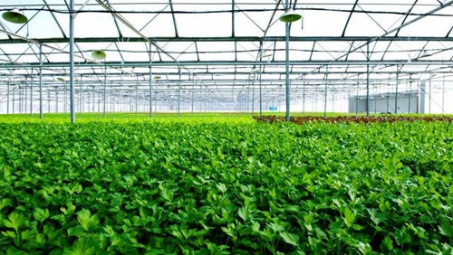 Vietnamese, Lao provinces implement hi-tech agriculture project