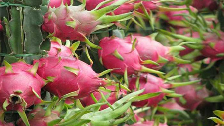 Thanh long Việt Nam chính thức được phép nhập khẩu tại Úc