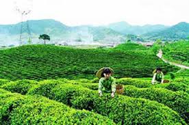 Phân bón Văn Điển đồng hành cùng nông dân trồng chè tại Phú Thọ