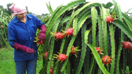Việt Nam là nước đầu tiên và duy nhất được cấp phép xuất khẩu thanh long tươi vào Úc