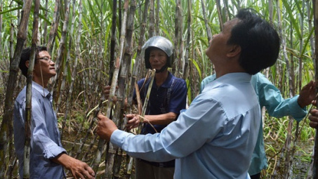 Phân lân Ninh Bình hiệu quả trên đất phèn Hậu Giang