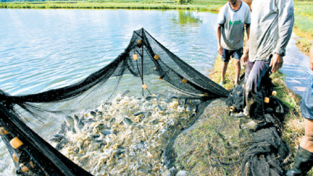 Bờ Biển Ngà tạm thời cấm nhập khẩu cá Tilapia