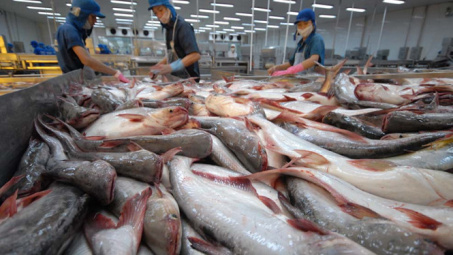 Tìm giải pháp gỡ khó cho cá tra xuất khẩu sang Mỹ