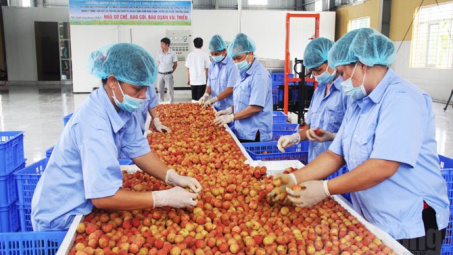 Lam Dong announces 300-billion-VND plan to build post-harvest centres