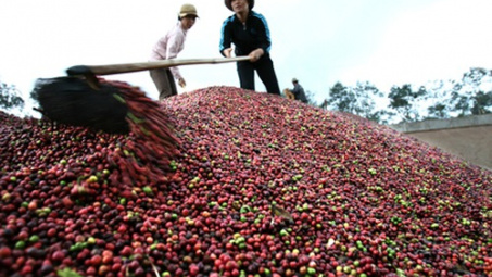 Coffee value to increase despite output dropping
