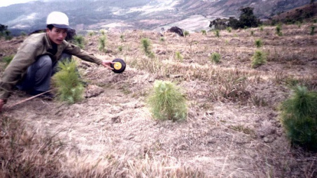  CÂY THÔNG BA LÁ TRÊN ĐỈNH SẠC LY. Kỳ I: Sự hồi sinh của vùng “đất chết”.