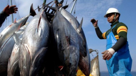 Binh Dinh fishermen in bumper catch 