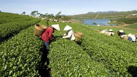 Vietnamese tea seeks to penetrate choosy markets 
