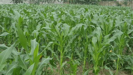 Winter crops to span 410,000 ha in northern region 