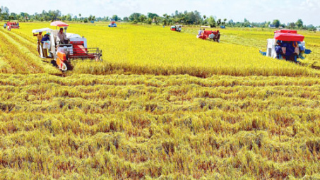 Conference seeks ways to build sustainable rice production chains 
