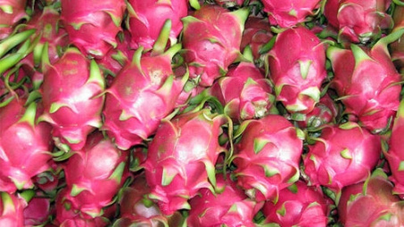 Vietnamese dragon fruit on Australian shelves 