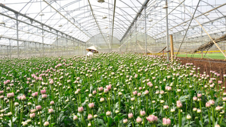 Lam Dong has more high-tech flower, vegetable growing project 