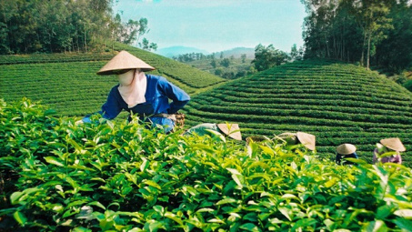 Vietnam’s tea exports likely to increase in coming months 
