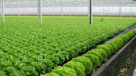 Hi-tech farms offer a vision of the future, today 