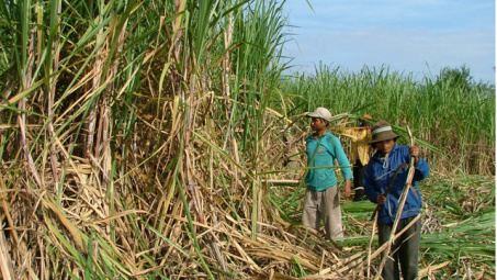 Sugarcane sector needs new ideas 