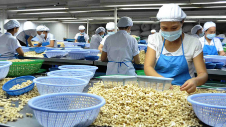 Cashew nut exports expected to exceed 3 billion USD