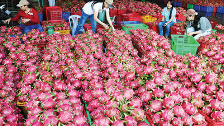Vietnamese dragon fruit exported to 40 markets 