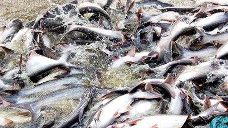 Tra Vinh enjoys surge in aquatic product export turnover