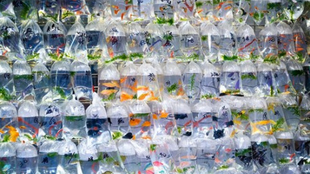 Ho Chi Minh City’s ornamental fish export revenue up