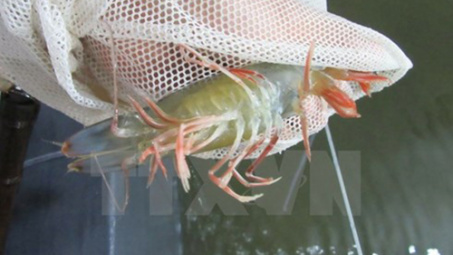 Ministry moves to tackle aquatic animal diseases 