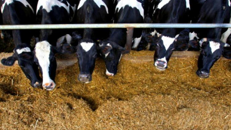 Central Highlands develops large-scale cattle farming 