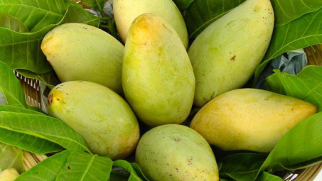 Vietnam cooperative to export mangoes to Australia 