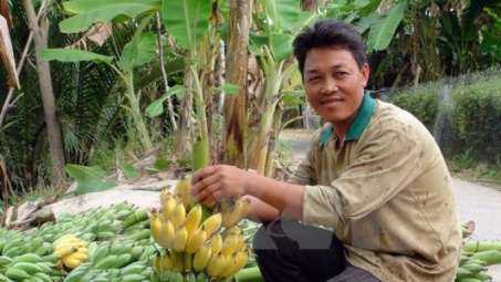 Can Tho seeks ways to export bananas to Republic of Korea